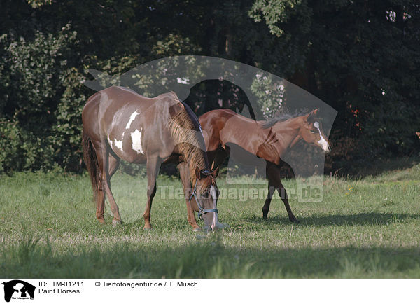 Paint Horses / TM-01211