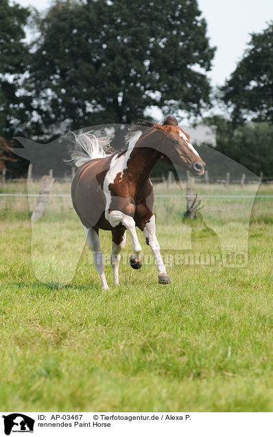 rennendes Paint Horse / running Paint Horse / AP-03467