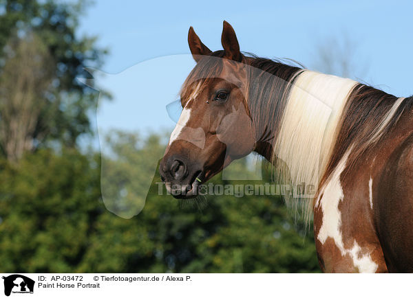 Paint Horse Portrait / AP-03472