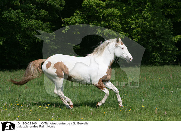 galoppierendes Paint Horse / SG-02340