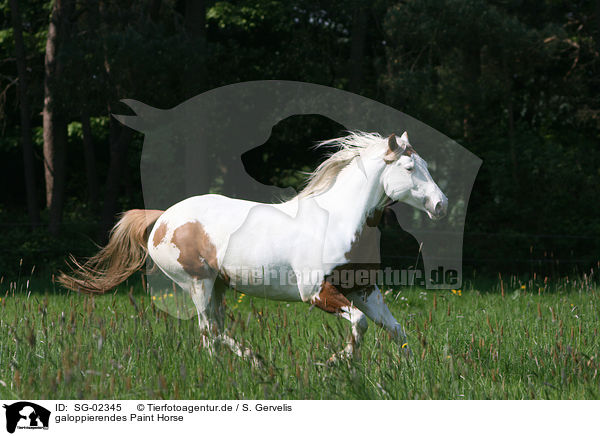 galoppierendes Paint Horse / SG-02345