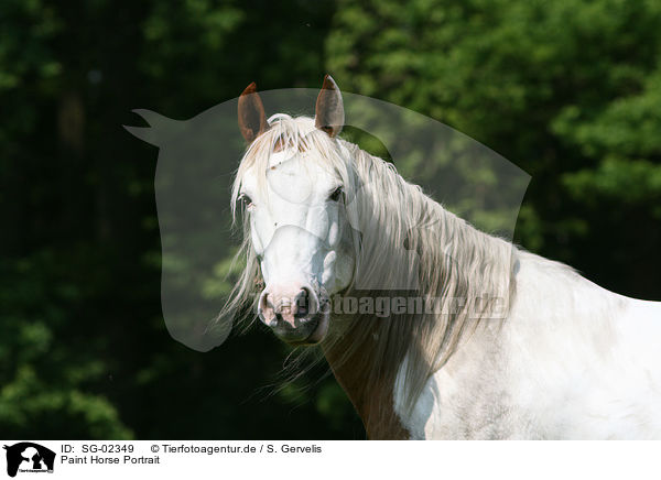 Paint Horse Portrait / SG-02349