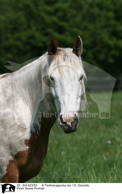 Paint Horse Portrait / SG-02350