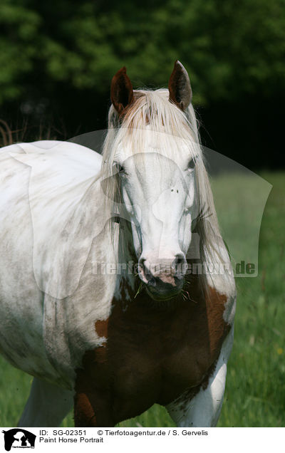 Paint Horse Portrait / Paint Horse Portrait / SG-02351