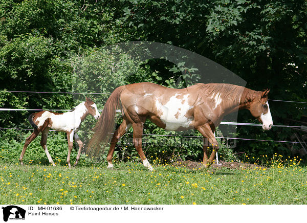 Paint Horses / MH-01686