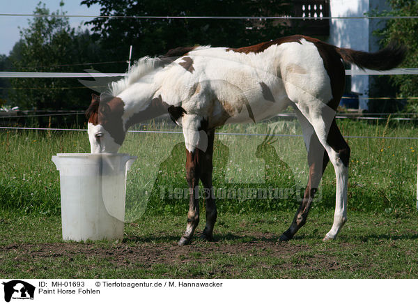 Paint Horse Fohlen / MH-01693