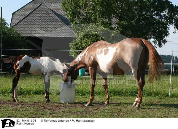 Paint Horses / Paint Horses / MH-01694