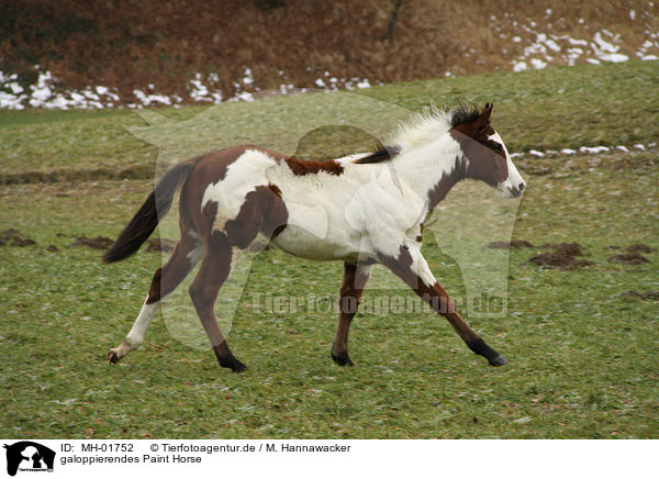 galoppierendes Paint Horse / galloping Paint Horse / MH-01752