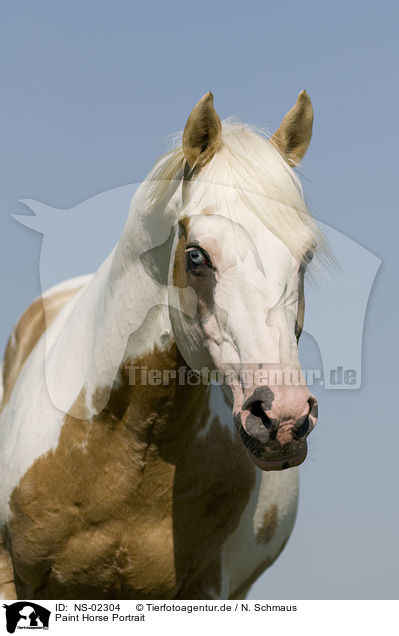Paint Horse Portrait / NS-02304