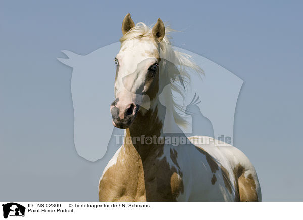Paint Horse Portrait / Paint Horse Portrait / NS-02309