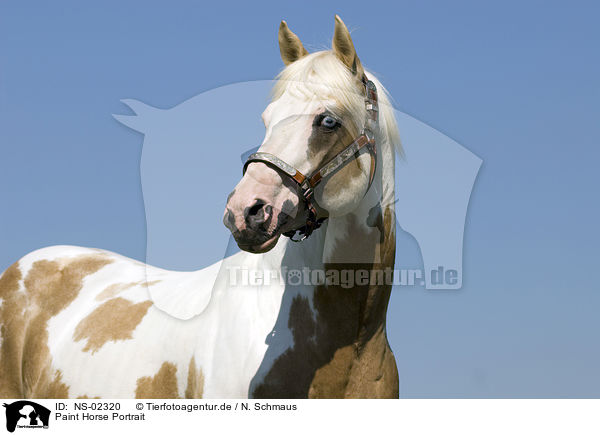 Paint Horse Portrait / Paint Horse Portrait / NS-02320