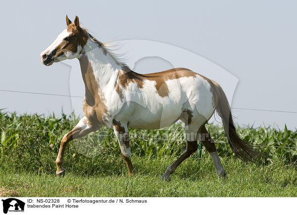 trabendes Paint Horse / trotting Paint Horse / NS-02328