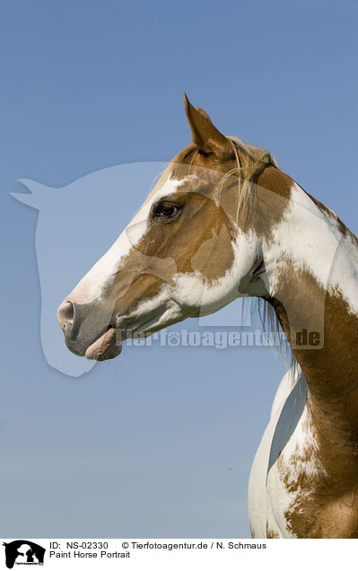 Paint Horse Portrait / Paint Horse Portrait / NS-02330