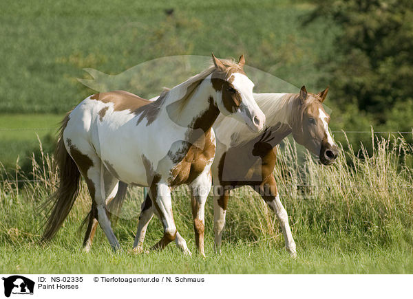 Paint Horses / NS-02335