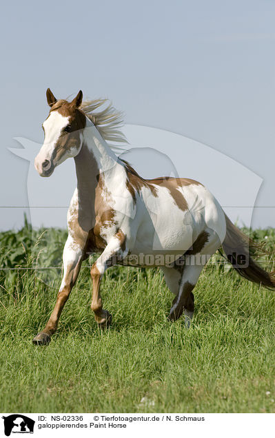 galoppierendes Paint Horse / NS-02336