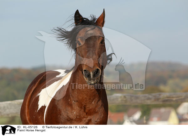 Paint Horse Hengst / Paint Horse stallion / KL-05126