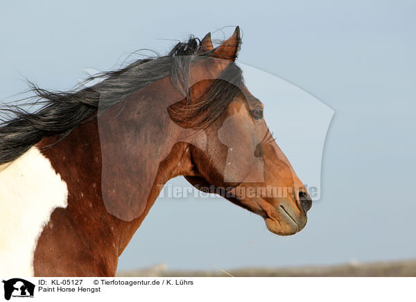 Paint Horse Hengst / Paint Horse stallion / KL-05127