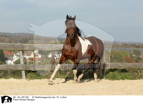 Paint Horse Hengst / Paint Horse stallion / KL-05128