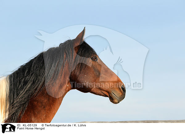 Paint Horse Hengst / Paint Horse stallion / KL-05129