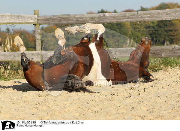 Paint Horse Hengst / Paint Horse stallion / KL-05130