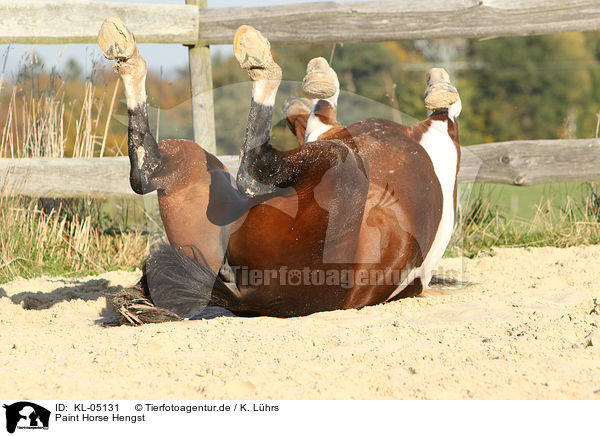 Paint Horse Hengst / Paint Horse stallion / KL-05131