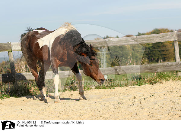 Paint Horse Hengst / Paint Horse stallion / KL-05132