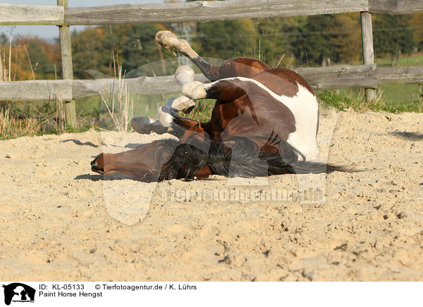 Paint Horse Hengst / Paint Horse stallion / KL-05133