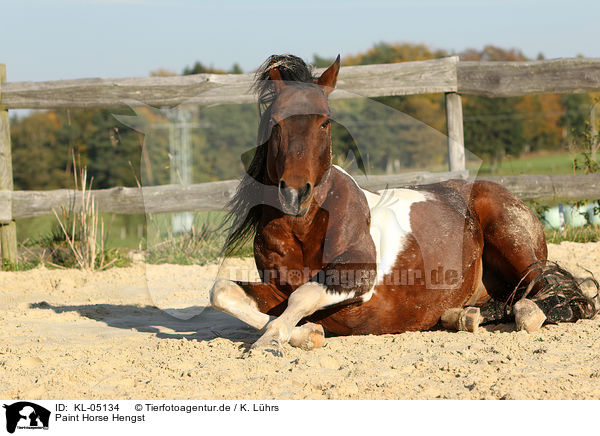 Paint Horse Hengst / Paint Horse stallion / KL-05134