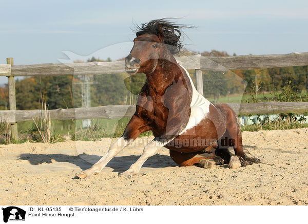 Paint Horse Hengst / Paint Horse stallion / KL-05135