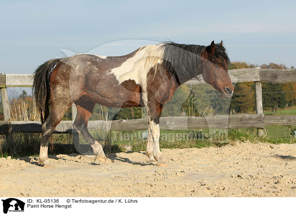Paint Horse Hengst / Paint Horse stallion / KL-05136