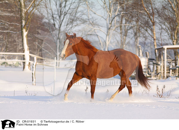 Paint Horse im Schnee / Paint Horse in snow / CR-01931