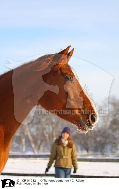 Paint Horse im Schnee / CR-01932