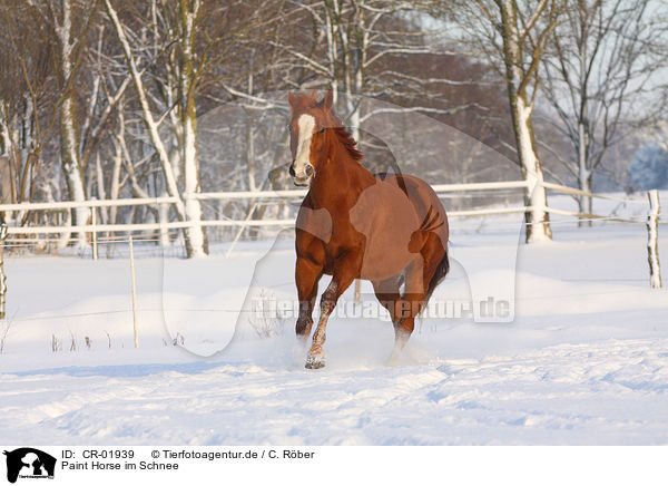 Paint Horse im Schnee / Paint Horse in snow / CR-01939