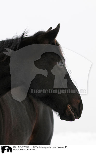 Paint Horse Portrait / Paint Horse Portrait / AP-07092