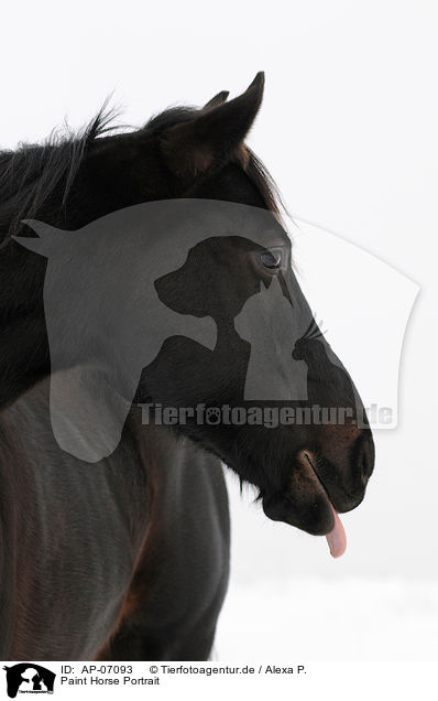 Paint Horse Portrait / AP-07093
