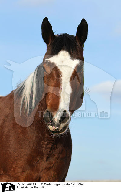 Paint Horse Portrait / Paint Horse Portrait / KL-06138