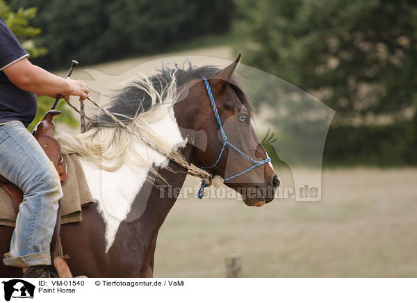 Paint Horse / VM-01540