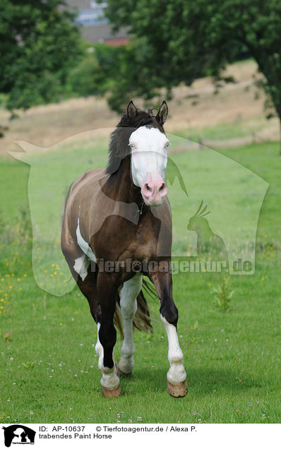trabendes Paint Horse / AP-10637