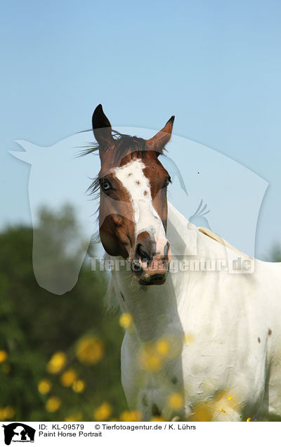 Paint Horse Portrait / Paint Horse Portrait / KL-09579
