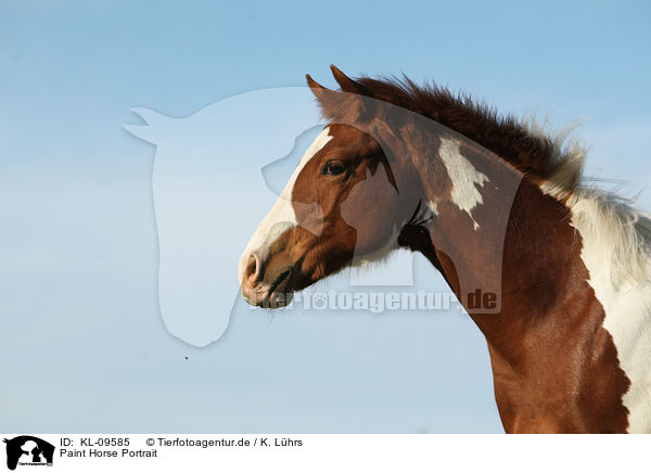 Paint Horse Portrait / Paint Horse Portrait / KL-09585
