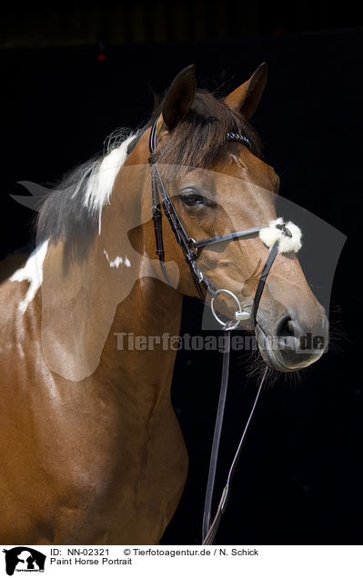 Paint Horse Portrait / NN-02321
