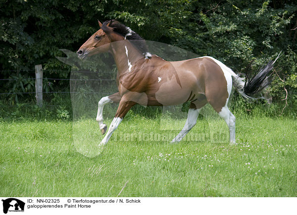 galoppierendes Paint Horse / NN-02325