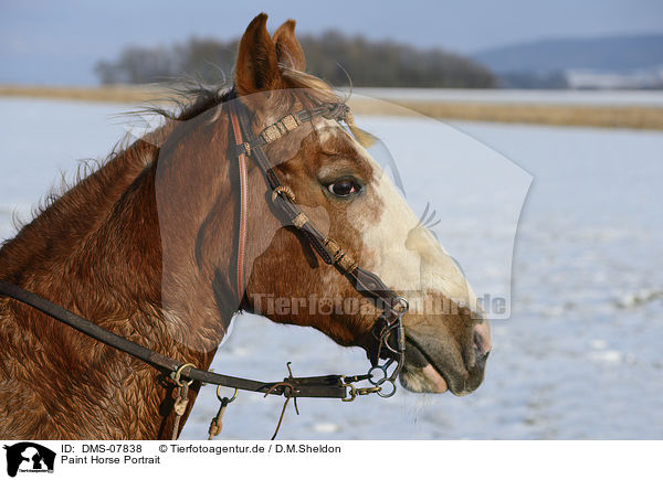 Paint Horse Portrait / DMS-07838