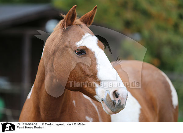 Paint Horse Portrait / Paint Horse Portrait / PM-06208
