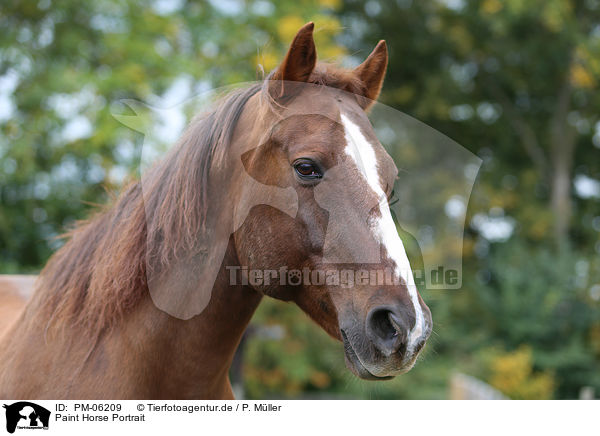 Paint Horse Portrait / PM-06209
