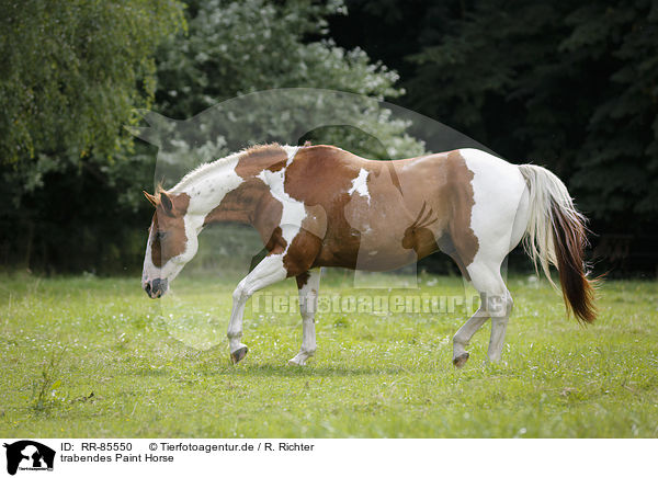 trabendes Paint Horse / RR-85550