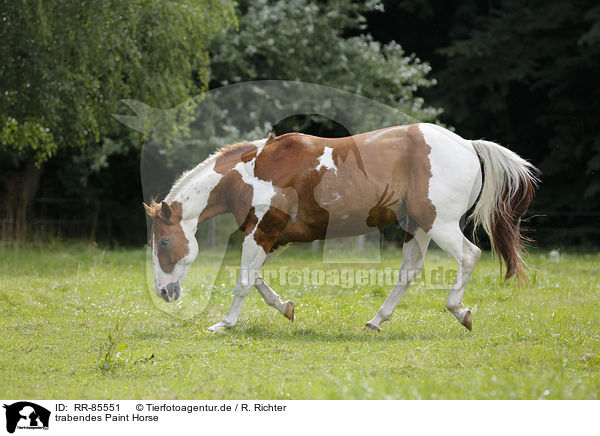 trabendes Paint Horse / RR-85551