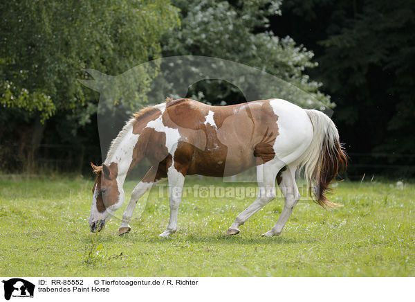 trabendes Paint Horse / RR-85552