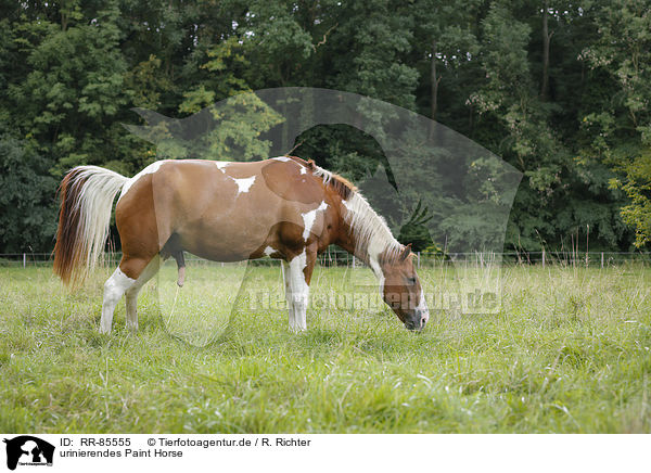 urinierendes Paint Horse / RR-85555