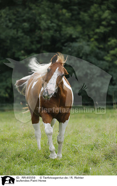 laufendes Paint Horse / RR-85559